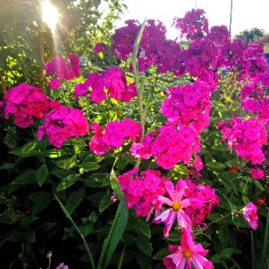 Phlox Paniculata 'Younique Cerise'