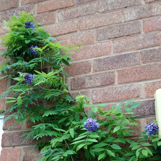 Plant image Wisteria frutescens