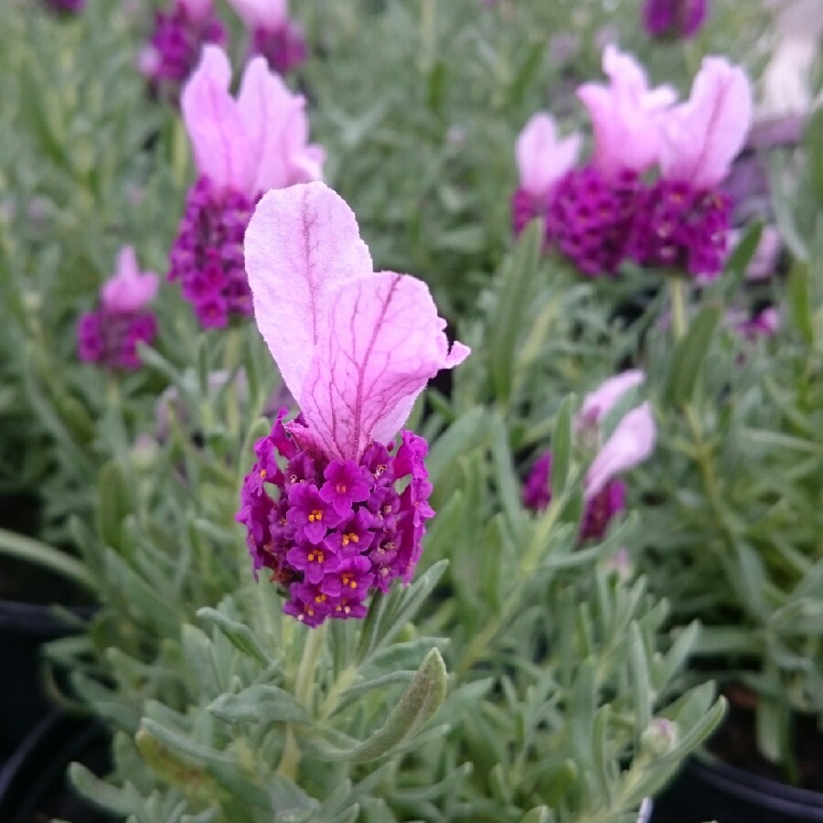 Plant image Lavandula stoechas 'Labz0006' (Javelin Forte Series) syn. Lavandula stoechas 'Javelin Forte Deep Rose'