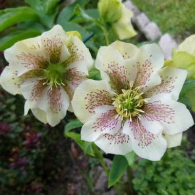 Helleborus x hybridus 'White Lady Spotted' (Lady Series)