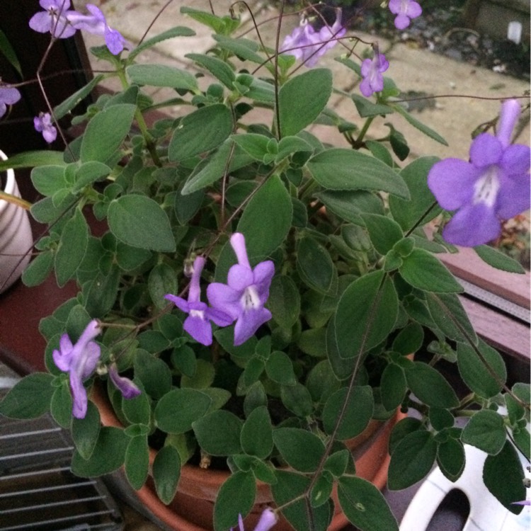 Plant image Streptocarpus saxorum