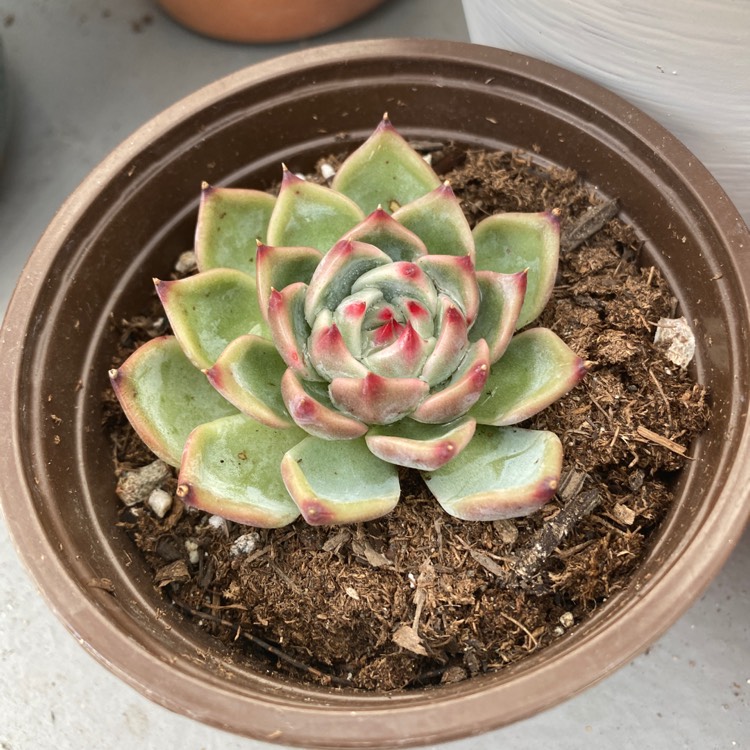 Plant image Echeveria Captain Hay