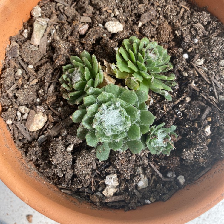 Plant image Sempervivum Arachnoideum Red Cobweb