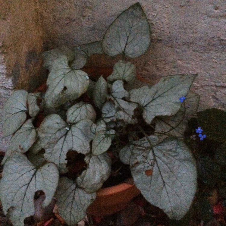 Plant image Brunnera