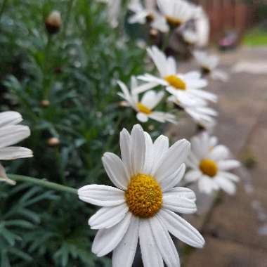 African Daisy 'Weetwood'