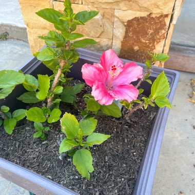 Pink Hibiscus