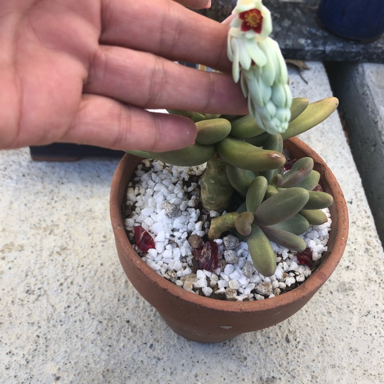 Plant image Pachyphytum fittkaui