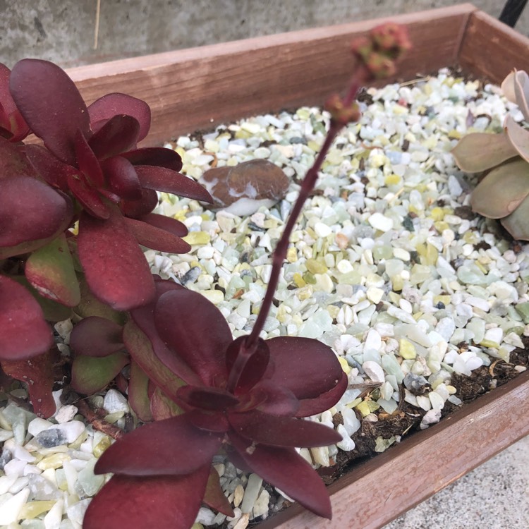 Plant image Crassula platyphylla 'Burgundy'