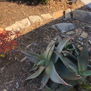 Aloe Striata