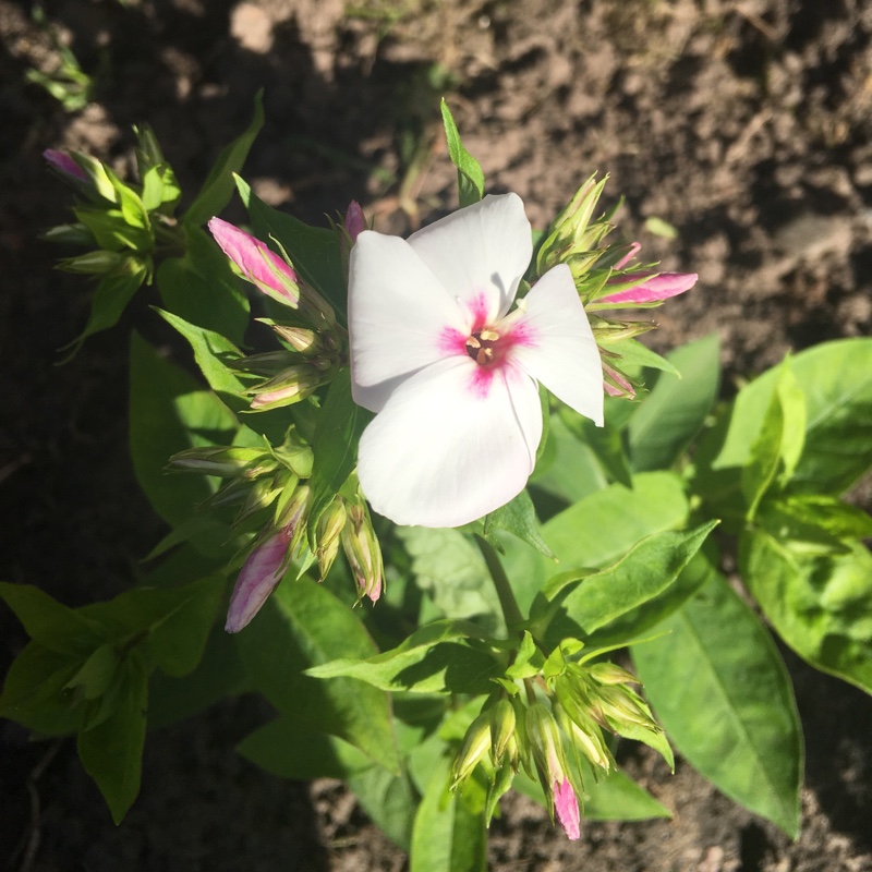 Plant image Phlox paniculata 'Flame White Eye'