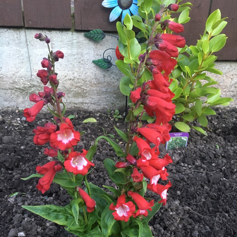 Plant image Penstemon phoenix 'Appleblossom'