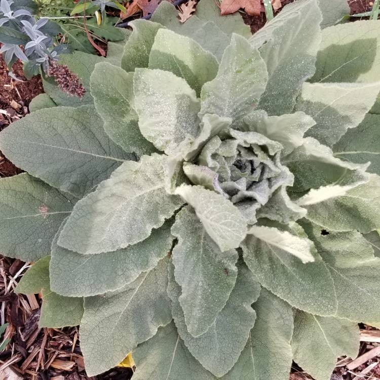 Plant image Verbascum thapsus