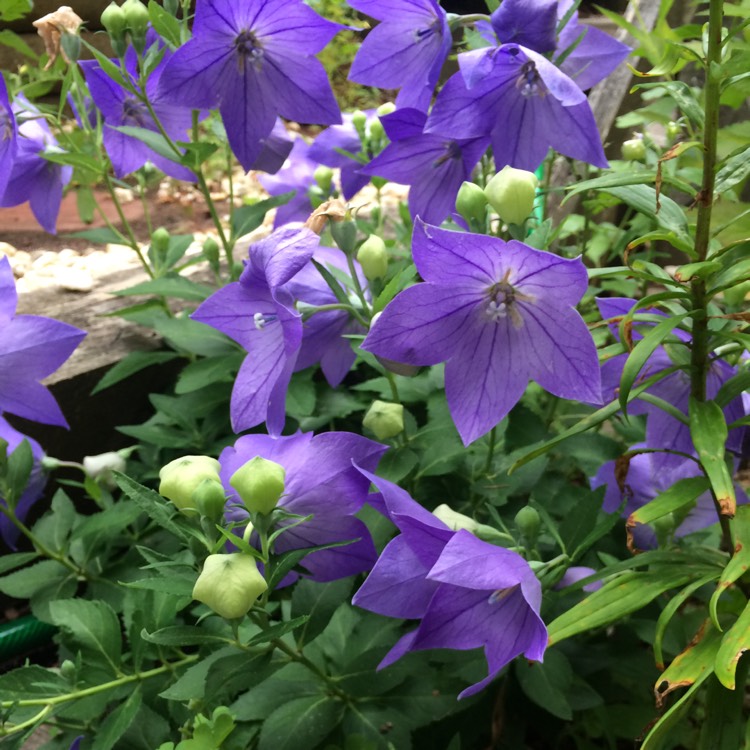 Plant image Platycodon grandiflorus 'Sentimental Blue' syn. Campanula grandiflora 'Sentimental Blue'