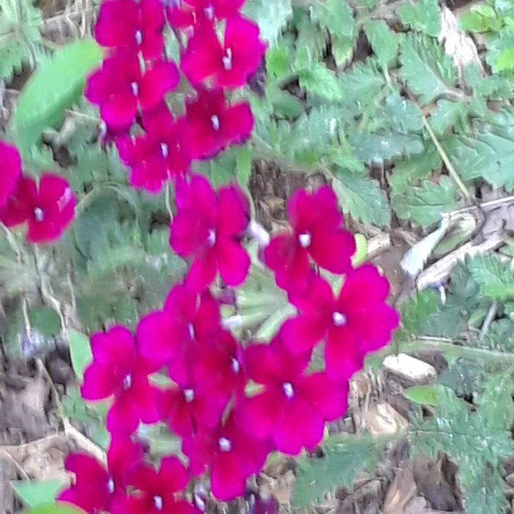 Plant image Verbena 'Santos'