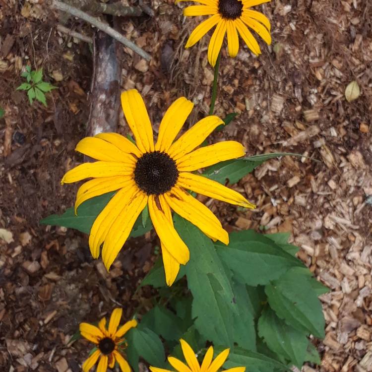 Plant image Rudbeckia 'Horrid'