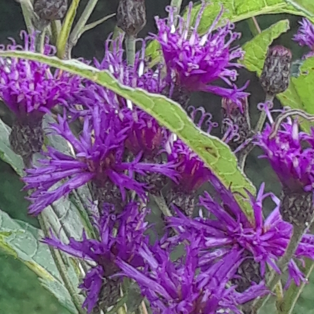 Plant image Centaurea montana 'Amethyst Dream'