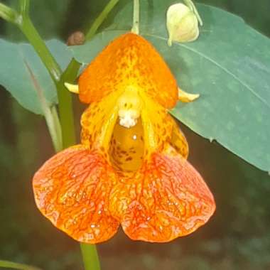 Impatiens capensis