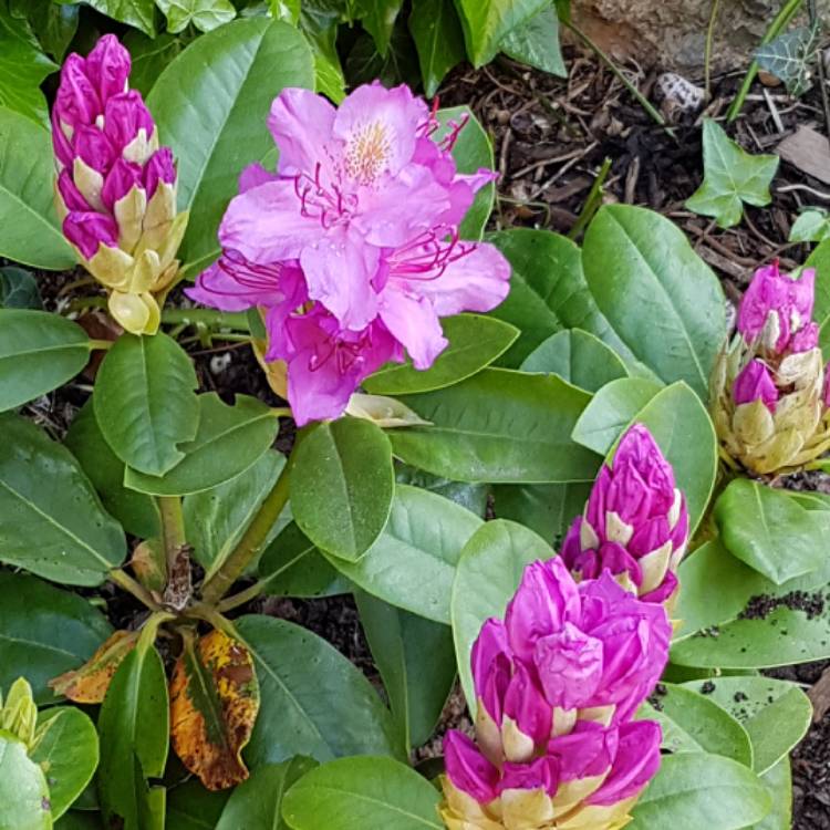 Plant image Rhododendron 'Delta'