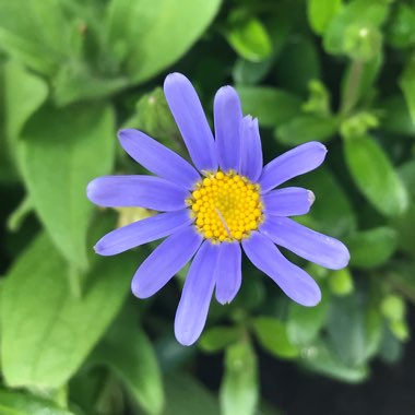 Blue Marguerite 'Felicitara Blue'