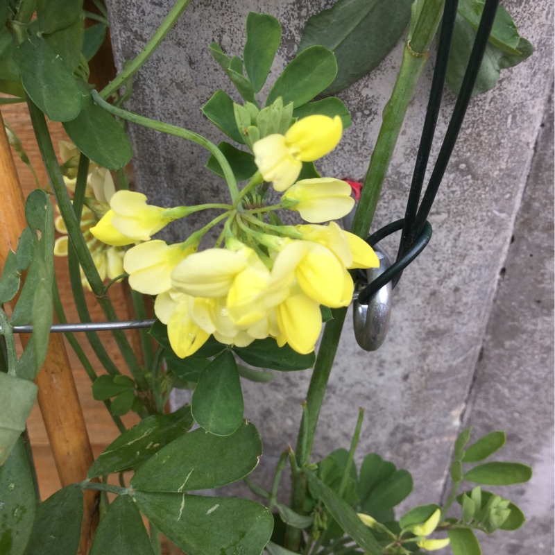 Plant image Coronilla valentina subsp. glauca  syn. Coronilla glauca