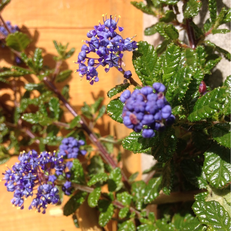 Plant image Ceanothus 'Dark Star'