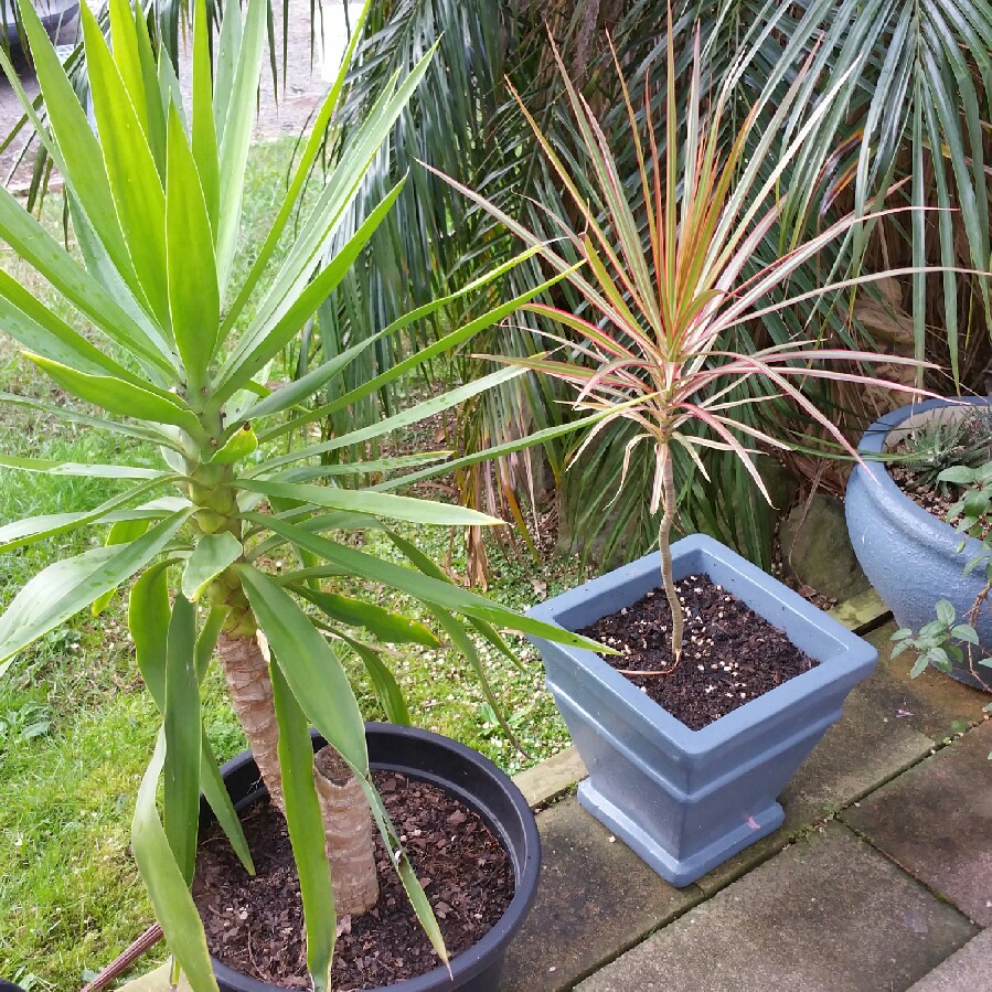 Plant image Yucca gloriosa 'Variegata'