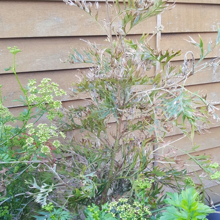 Grevillea 'Robyn Gordon'