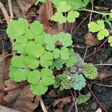 Aquilegia Caerulea