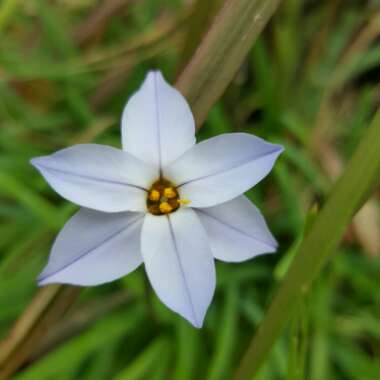 Ipheion