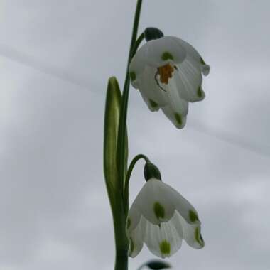 Leucojum aestivum 'Gravetye Giant'