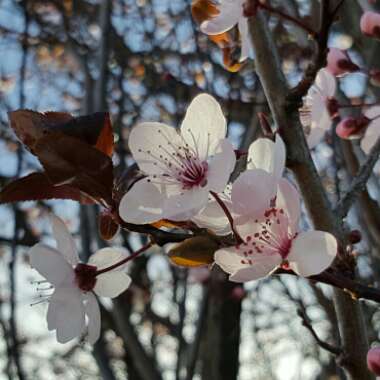 Prunus cerasifera