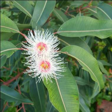 Corymbia 'Summer Red' syn. Eucalyptus 'Summer Red'