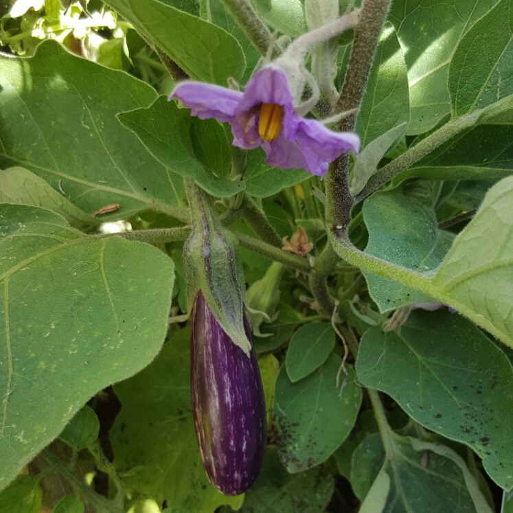 Plant image Solanum melongena 'Fairy Tale'