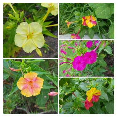 Mirabilis jalapa