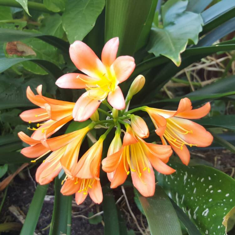 Plant image Clivia