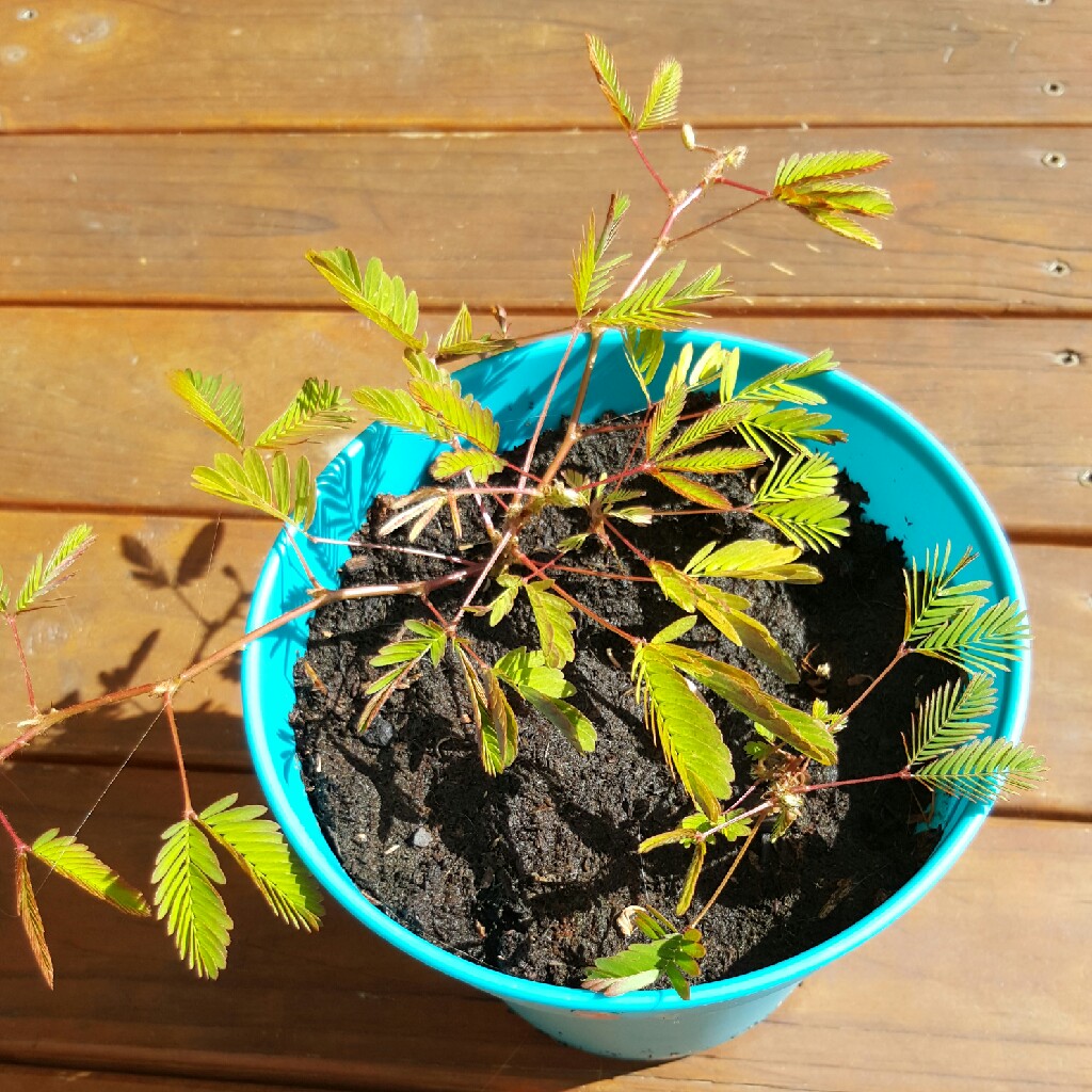 Mimosa pudica