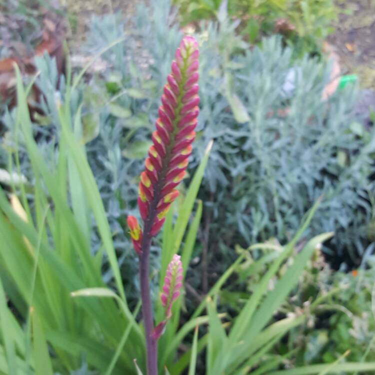 Plant image Crocosmia masoniorum