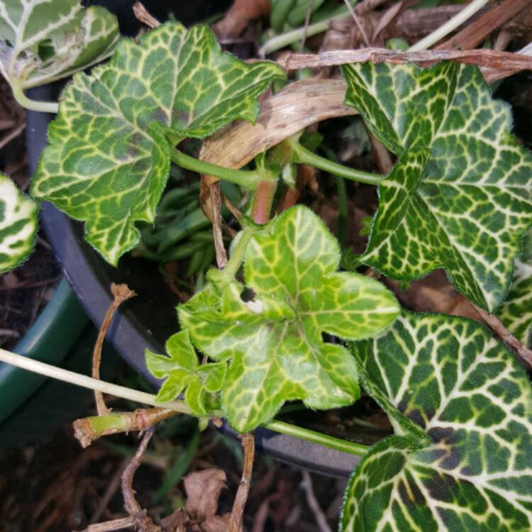 Plant image Pelargonium 'Crocodile'