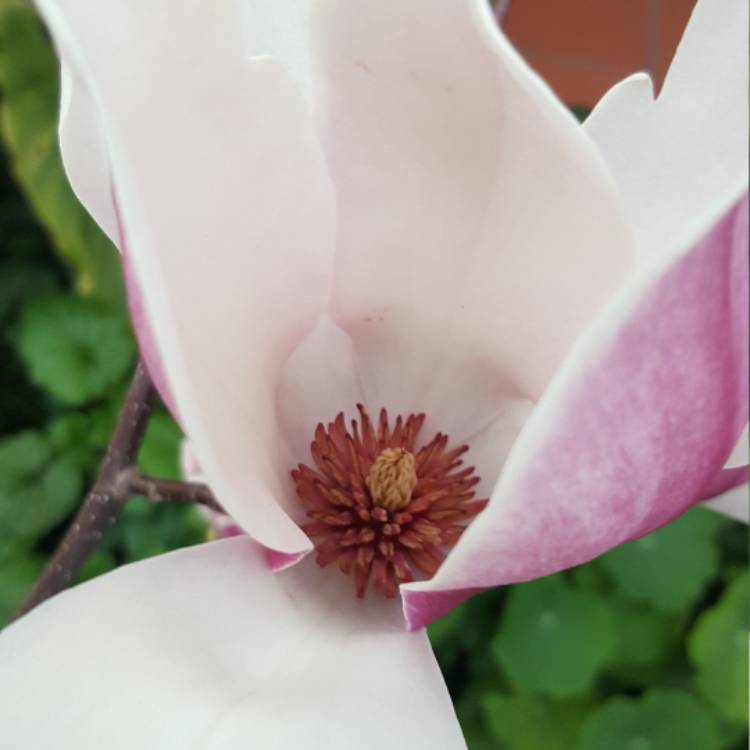 Plant image Magnolia x soulangeana