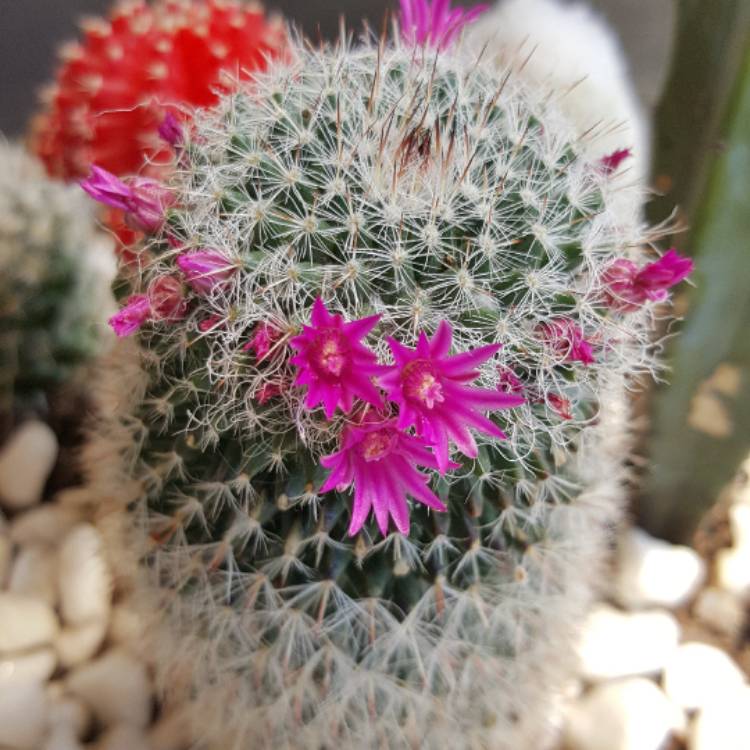 Plant image Mammillaria pilcayensis