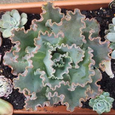 Echeveria Blue Waves