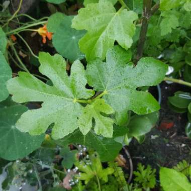 Ficus carica