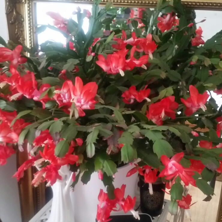 Plant image Schlumbergera truncata Rio Brazil