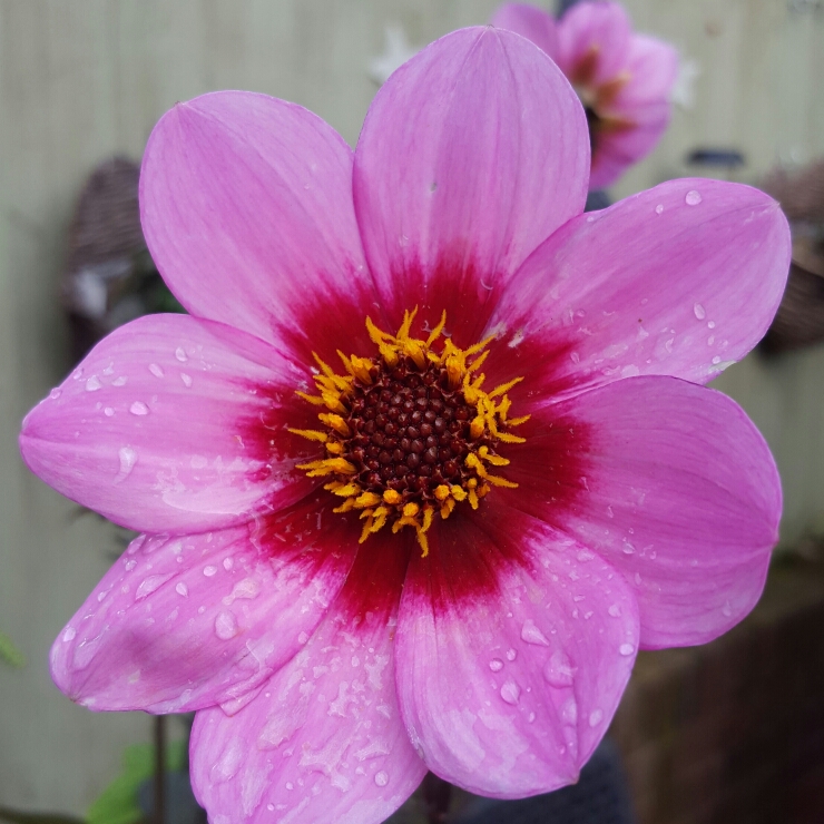 Plant image Dahlia 'Happy Single™ Wink'