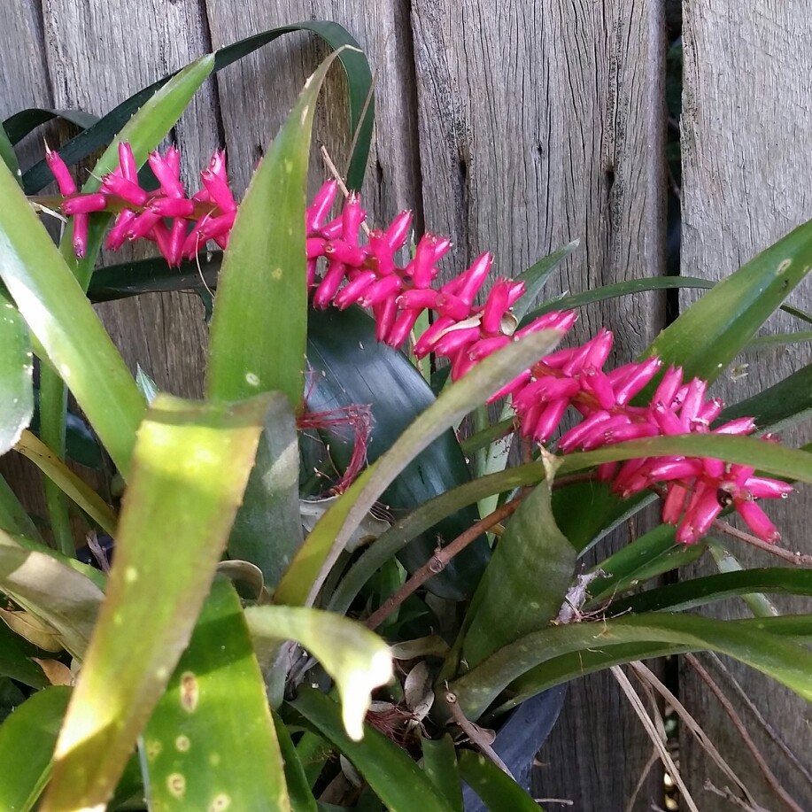 Aechmea gamosepala