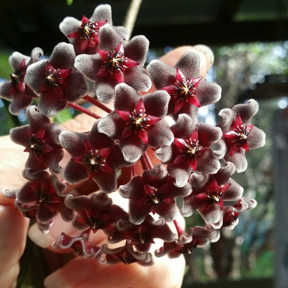 Hoya pubicalyx 'Royal Hawaiian Purple'