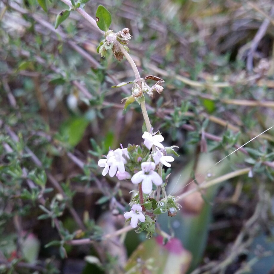 Plant image Thymus Vulgaris 'Montana'