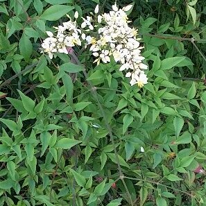 Plant image Nandina domestica 'Twilight'