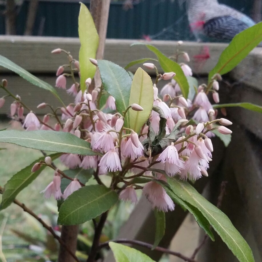 Plant image Elaeocarpus Reticulatus