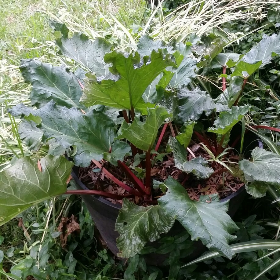 Rhubarb